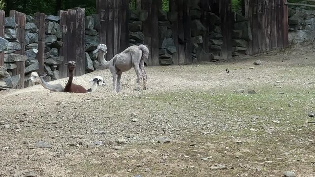 Group of domestic alpacas Vicugna pacos resting and standing on dry ground in rocky woodland enclosure with trees and stone fence. South American camelid mammals in sunny outdoor habitat.