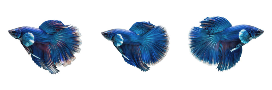 Set and collection of beautiful vibrant blue halfmoon betta fish swimming elegantly or siamese fighting fish aquatic animal wildlife biology asset isolated on white transparent png background