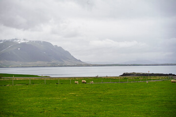 Fototapeta premium Sheep grazing on green field near coastline with mountains in Akranes, Iceland