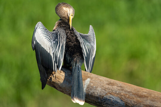 Close up of Anhinga in Costa Rica