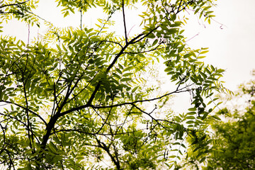 Fototapeta premium Soft focus view of lush green tree crowns creating a natural canopy in spring forest. Atmospheric nature background with organic textures calming mood and cinematic outdoor aesthetic. Fresh greenery.