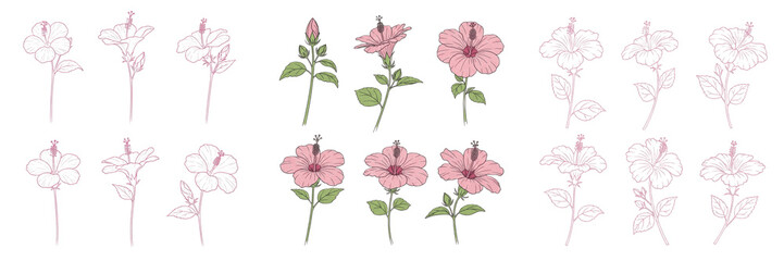 Set and collection of hand drawn sketch watercolor pink hibiscus flowers blossoms botanical design elements pack isolated on white transparent png background © masterimages