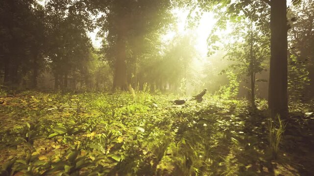 Sunlit French forest floor with dew and warm rays filtering through tall beech canopy, mossy undergrowth, delicate foliage and soft golden atmosphere ideal