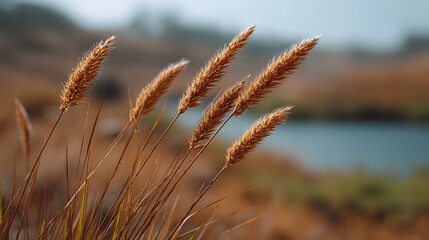 Obraz premium Close up view of dry golden grasses and reeds creating a warm rustic texture in a natural landscape
