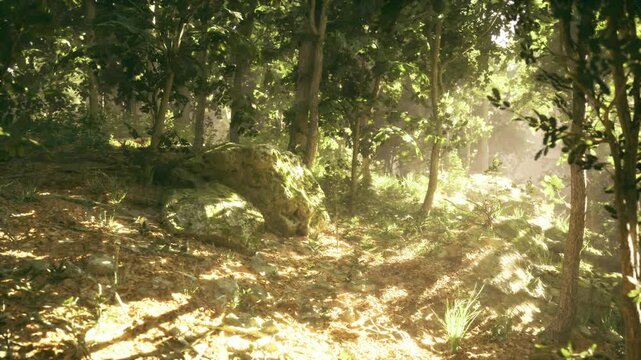 Quiet Czechia beech forest for meditation, soft sunlight filtering through tall trunks, scattered leaf carpet and gentle slope creating intimate setting