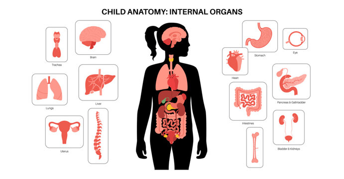 Human internal organs