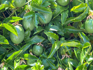 passion fruit on the vine © Charles Ellinwood
