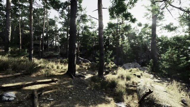 Shaded pine trail with resting log and dappled sunlight, needle carpet underfoot, informal seating and signs of travel offering quiet outdoor respite for hikers