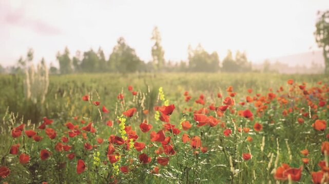Red poppy field stretching toward horizon, sea of blossoms among tall grasses, warm golden sunlight, distant tree line and buzzing pollinators evoking romantic