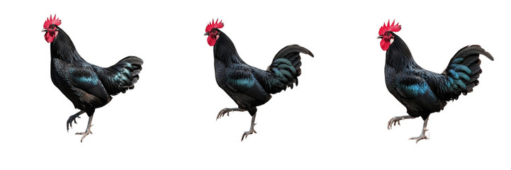 Set and collection of majestic dark black rooster cockerel chicken standing full body profile view farm poultry livestock animal icon isolated on white transparent png background © photoland