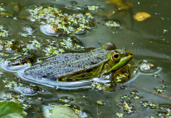 Obraz premium frog in the pond