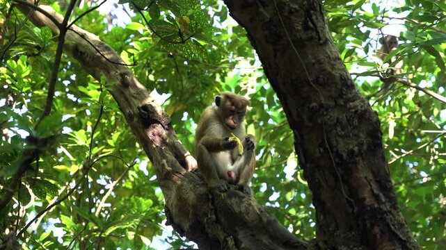 View of a toque macaque monkey sitting on a thick tree branch and eating in a lush tropical forest with sunlight filtering through the leaves Sri Lanka.