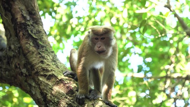 View of a toque macaque monkey sitting on a thick tree branch surrounded by lush green forest foliage and bright sunlight in Sri Lanka.
