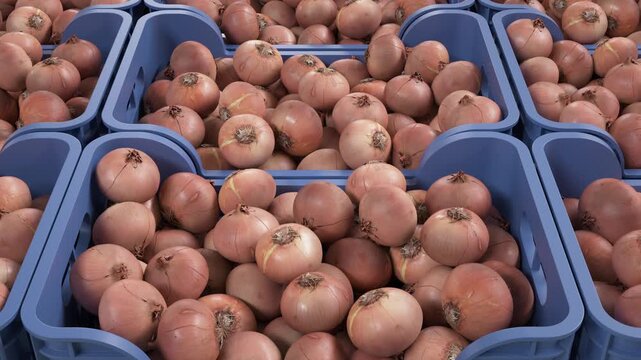 Onions stored in boxes. Food industry.