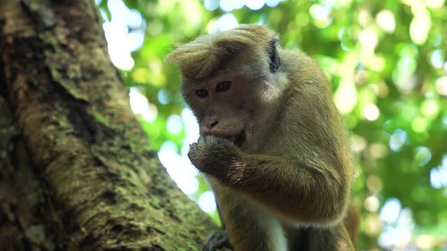 View of a toque macaque monkey sitting on a tree branch surrounded by lush green foliage and soft sunlight in Sri Lanka.