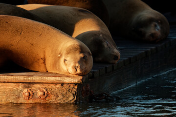 Fototapeta premium Group Of Sea Lions Resting. Calm Harbor Scene Featuring Sleeping Sea Lions And Coastal Environment