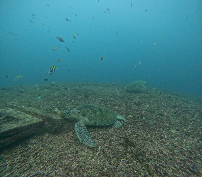 scuba diver and coral reef