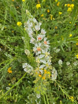 Close-up of Reseda alba white mignonette flower spike blooming in wild field