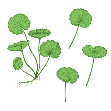Centella asiatica illustration, gotu kola. Drawing in sketchy engraving style for packaging and design.