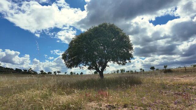 Motion landscape of a solitary tree standing in a dry grassy field with wild flowers under a dramatic cloudy sky in Castelo Branco, Portugal.