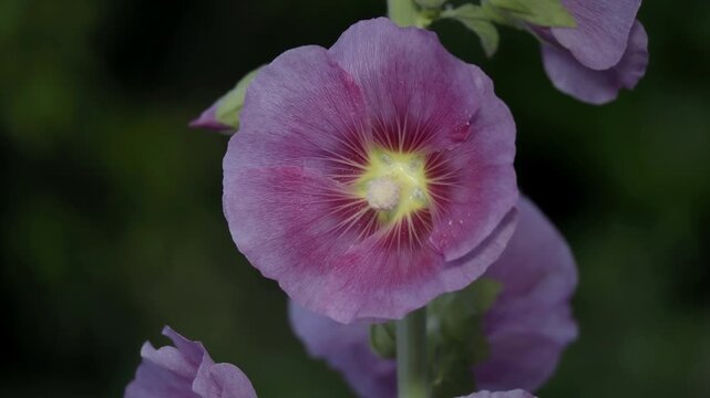 Tokyo, Japan - May 25, 2026: Alcea rosea or hollyhock flower
