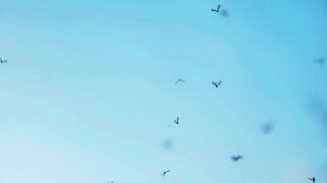 Moths in the blue sky. The movement of wings.The feeling of lightness of flight and weightlessness concept. 4k footage