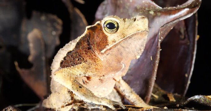 Crested Forest Toad (Rhinella margaritifera), camouflaged in the leaf litter. Yasuni National Park, Orellana province, the Ecuadorian Amazon.