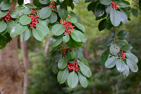 Round-leaf holly (Ilex rotunda) fruits (Drupe). Aquifoliaceae evergreen. It is dioecious, meaning only female plants produce fruit that ripens red in the autumn.