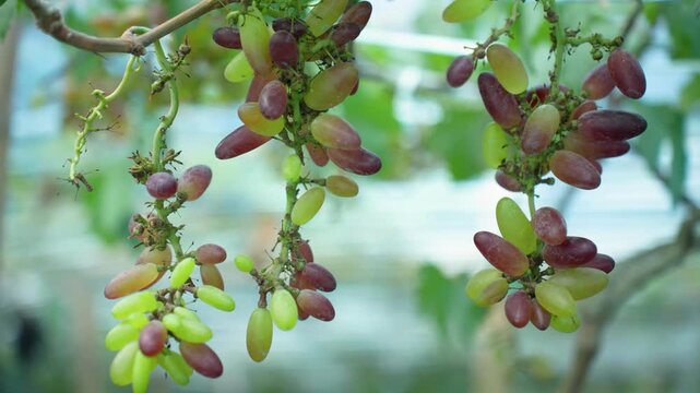 View of fresh bunches of long green and purple grapes hanging from vines in a lush vineyard Bogura, Rajshahi Division, Bangladesh.