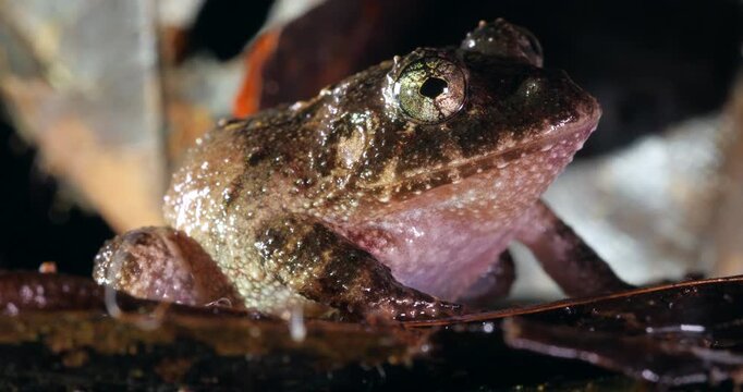 Nauta Robber Frog (Strabomantis sulcatus). Yasuni National Park, Orellana province, the Ecuadorian Amazon.