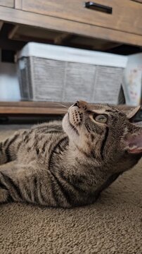 Cute striped kitten face looking up excitedly close-up vertical video