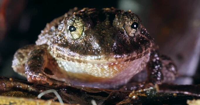 Nauta Robber Frog (Strabomantis sulcatus). Yasuni National Park, Orellana province, the Ecuadorian Amazon.