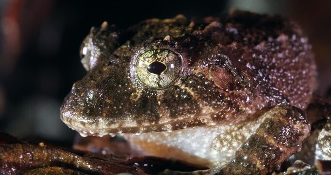 Nauta Robber Frog (Strabomantis sulcatus). Yasuni National Park, Orellana province, the Ecuadorian Amazon.