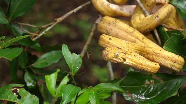 Garden Tree Boa (Corallus hortulanus) striking in slow motion. This arboreal species feeds on birds and bats. Yasuni National Park, Orellana province, the Ecuadorian Amazon.