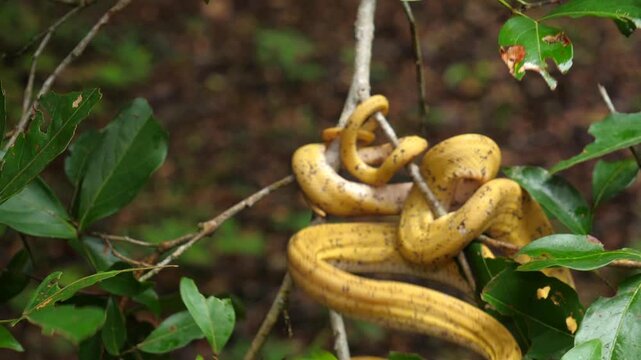 Garden Tree Boa (Corallus hortulanus) striking in slow motion. This arboreal species feeds on birds and bats. Yasuni National Park, Orellana province, the Ecuadorian Amazon.