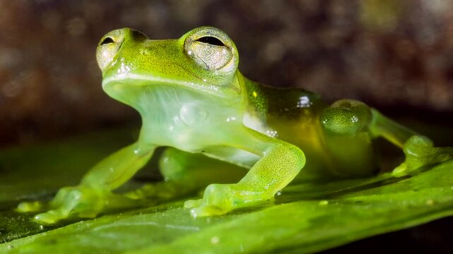 Santa Cecilia Cochran Frog (Teratohyla midas) In the Ecuadorian Amazon, Yasuni National Park, Orellana province.