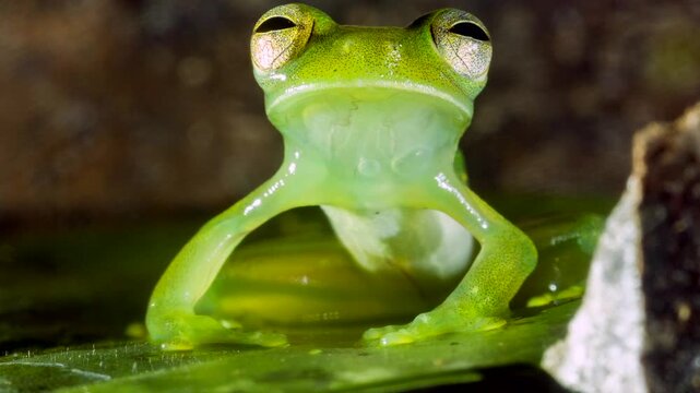 Santa Cecilia Cochran Frog (Teratohyla midas) In the Ecuadorian Amazon, Yasuni National Park, Orellana province.