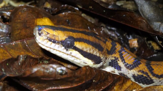 Rainbow Boa (Epicrates cenchria) in the wild. On the rainforest floor, Yasuni National Park, Orellana province, Ecuador