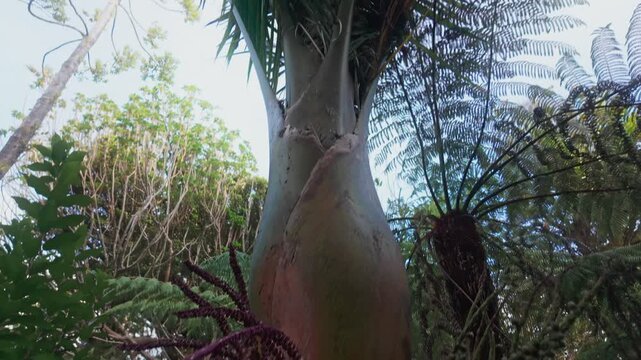 A close-up view of lush green Nikau palm fronds and ferns against a bright sky, showcasing the vibrant tropical foliage of  KareKare, Auckland, New Zealand.