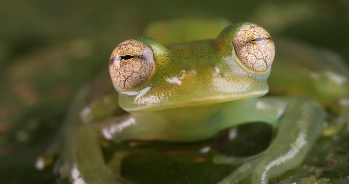 Durrells Glassfrog (Espadarana durrellorum) A very rare species endemic to the Ecuadorian Amazon. Yasuni National Park, Orellana province, Ecuador