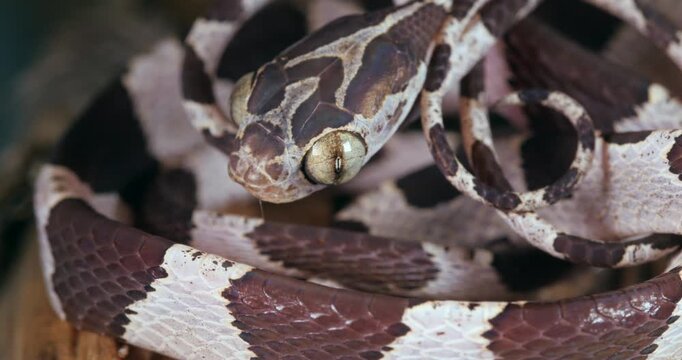 Common blunt-headed tree snake (Imantodes cenchoa) swivels its big eyes. In the Ecuadorian Amazon, Yasuni National Park, Orellana province.
