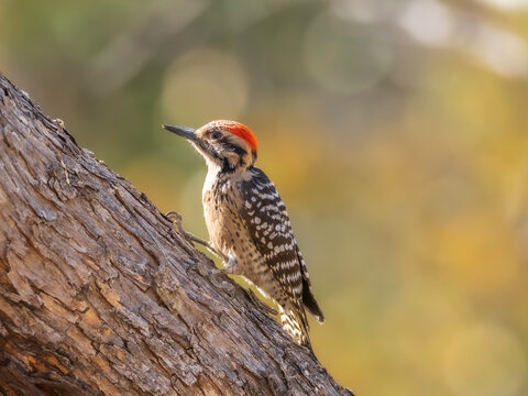 Male Ladder-backed Woodpecker in Arizona