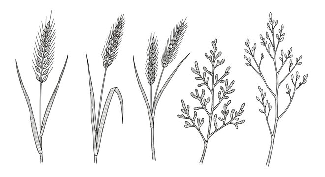 detailed black and white illustration of five types of grasses and cereal crops