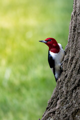 Fototapeta premium Red-headed Woodpecker Perched on a Tree Wild