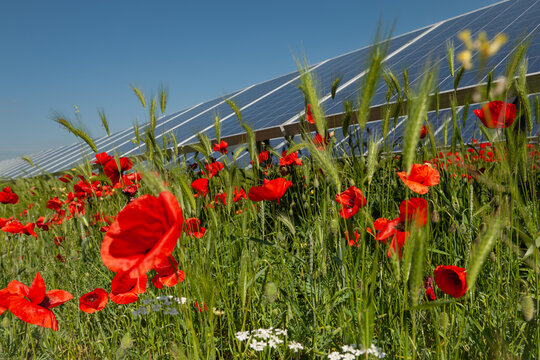 Solar panels in a summer meadow with vibrant red blossoms under a clear blue sky.