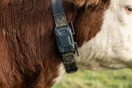 Electronic health monitoring device on the neck of a grazing dairy cow