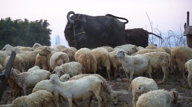 View of a large water buffalo with curved horns standing behind a flock of sheep in a rural landscape under a soft evening sky Nepal.