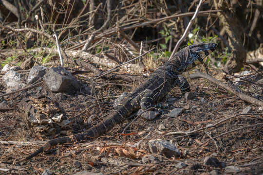 Lace Monitor (Varanus varius), Narooma, NSW, January 2026
