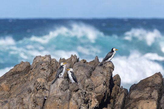 Little Pied Cormorants (Microcarbo melanoleucos) on a rock, 1080 Beach, NSW, August 2025