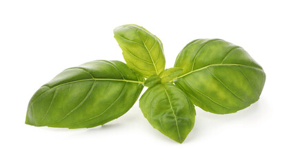 Obraz premium Fresh green basil leaves isolated on white
